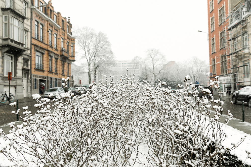 Snowy Brussels